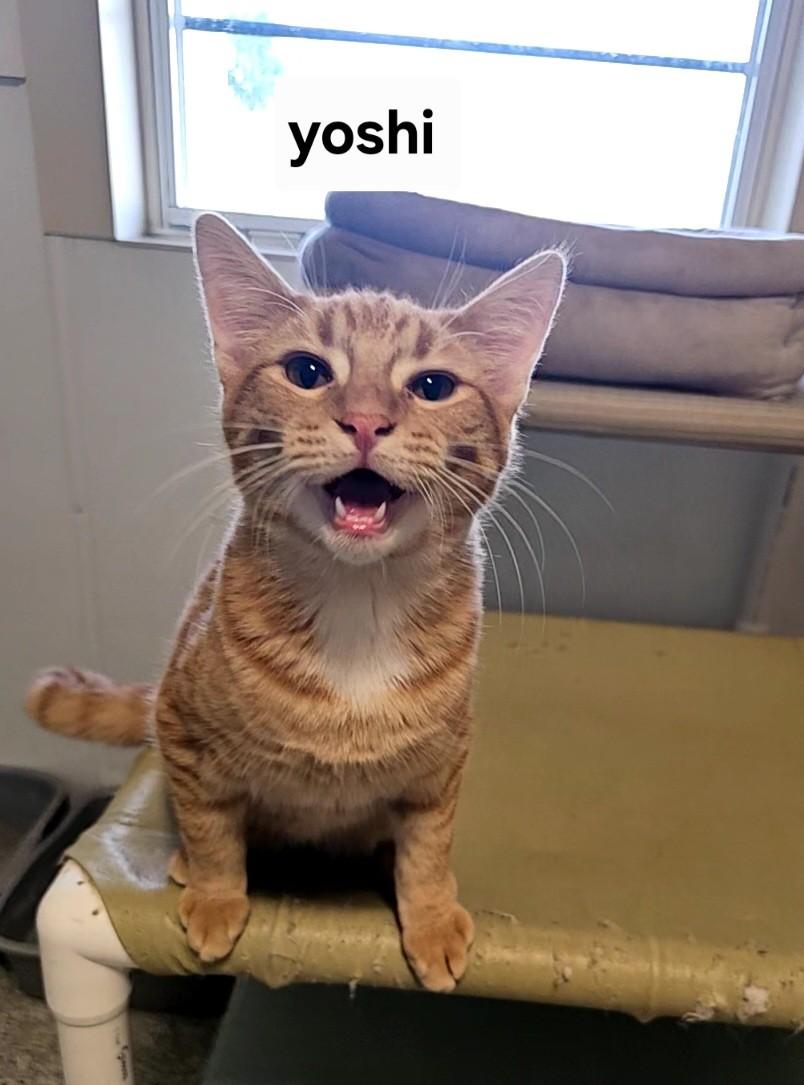Yoshi