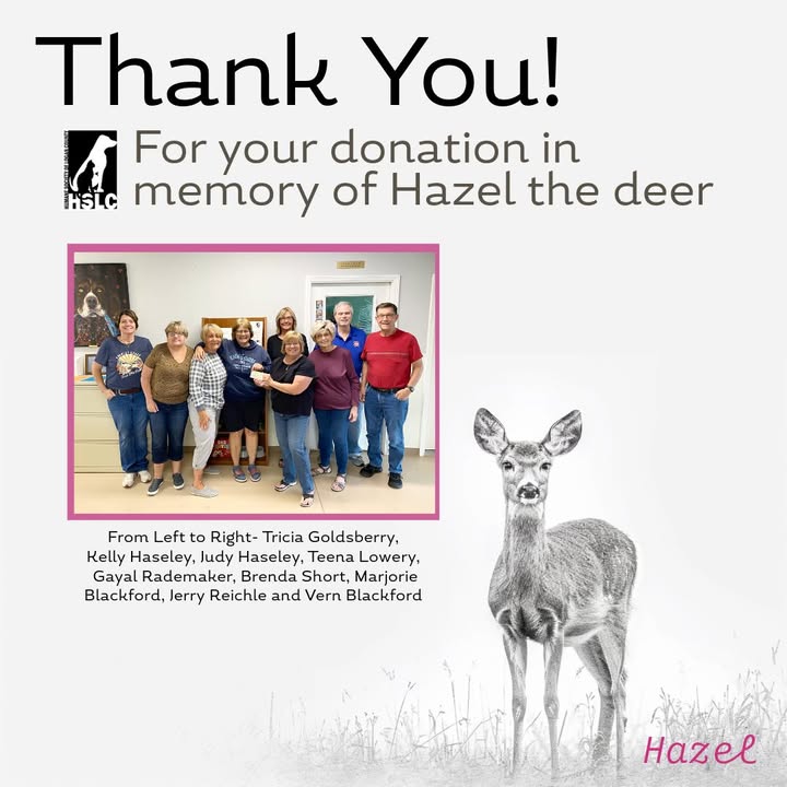 Hazel the deer